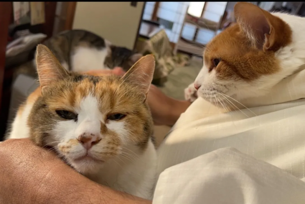 一個人和六隻貓守著一座寺院,吃飯被一群貓環繞會是怎樣的體驗? 一個人和六隻貓守著一座寺院,吃飯被一群貓環繞會是怎樣的體驗?