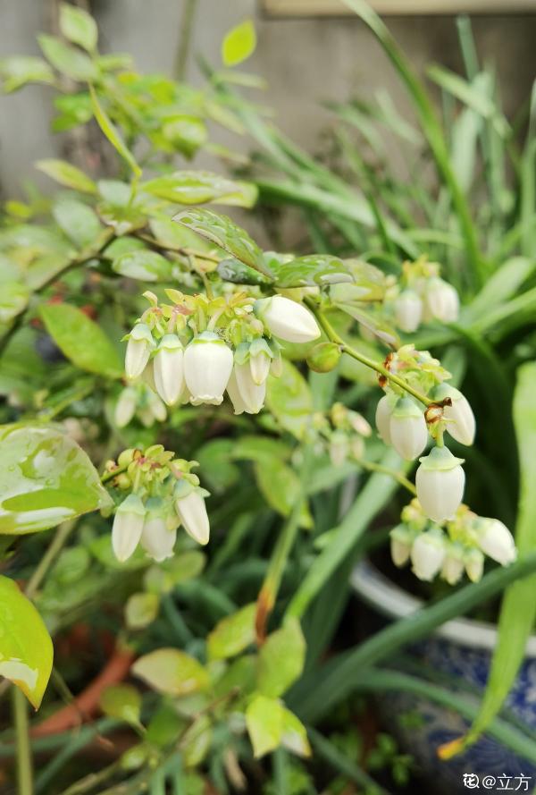 市面藍莓貴又小，別慌！曬曬太陽澆澆水，家裡也能盆栽藍莓