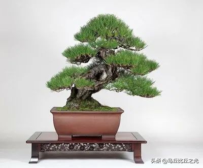 美哉！2021年日本盆栽大展圖鑑