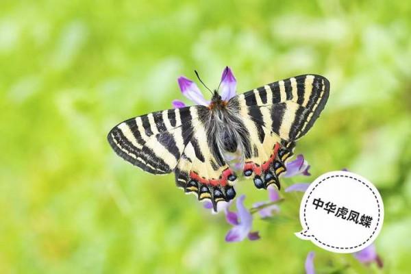 你知道動物界還有哪些&OpenCurlyDoubleQuote;虎&rdquo;嗎？熱愛自然的父子倆告訴你