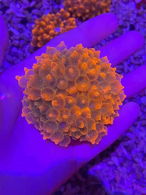 簡單玩海缸第五章,海缸造浪的選擇 簡單玩海缸第五章,海缸造浪的選擇