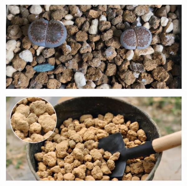 「皮皮太皮」養不好系列:多肉水了,葉片掉了,枝幹枯了,錯哪了 「皮皮太皮」養不好系列:多肉水了,葉片掉了,枝幹枯了,錯哪了