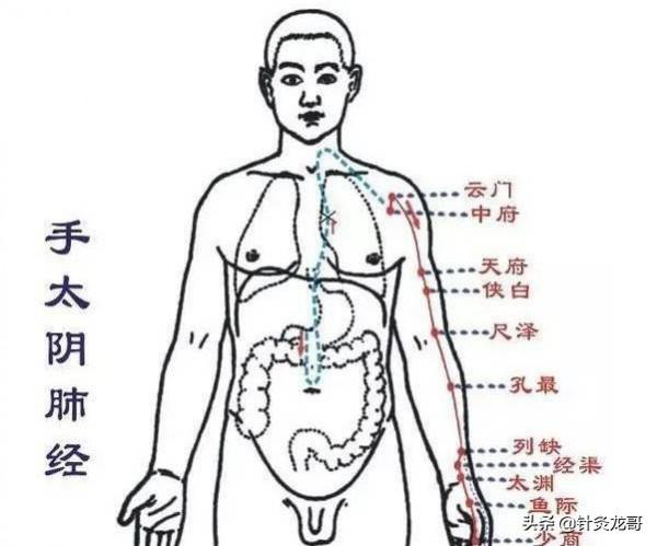 少商穴為什麼可以治療咽喉腫痛? 少商穴為什麼可以治療咽喉腫痛?