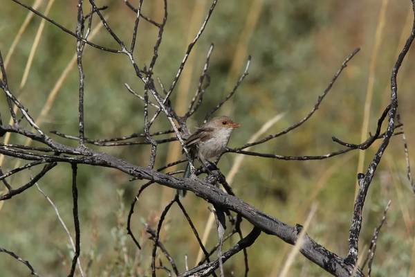 這種小藍鳥,一年四季都會給異性送花 這種小藍鳥,一年四季都會給異性送花