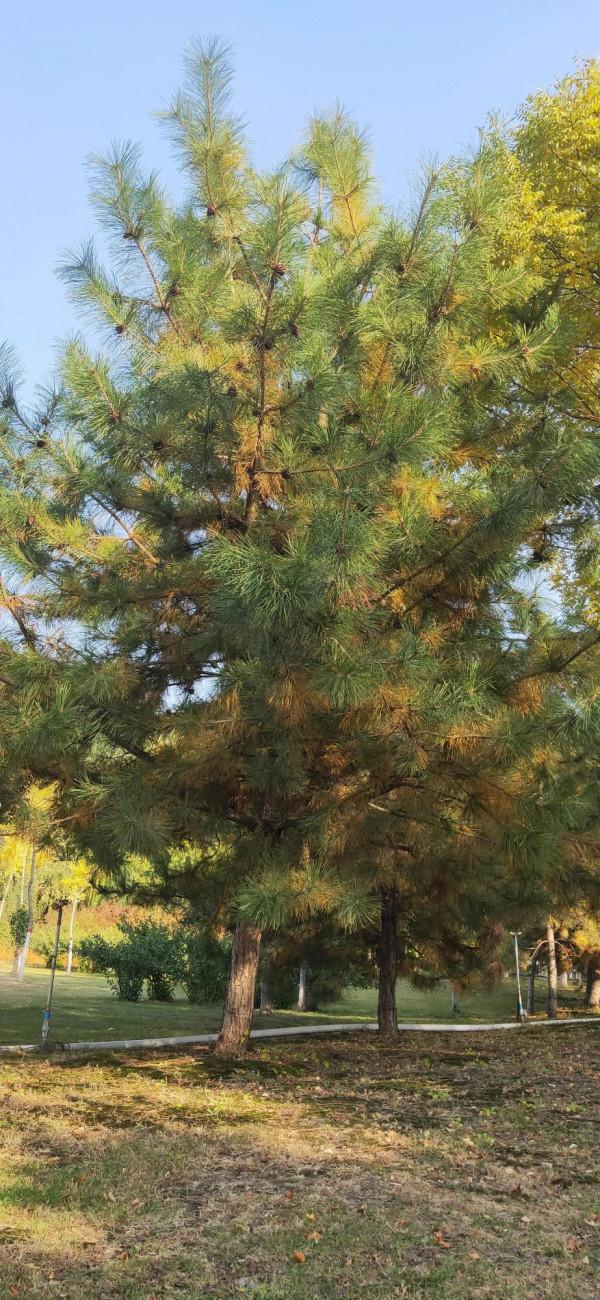 西北塞上江南——秋天