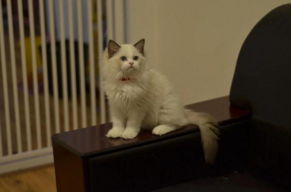 貓舍今年的行情與動態 貓舍今年的行情與動態