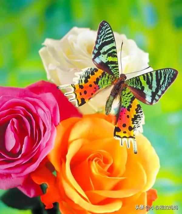 分享圖片-五顏六色的蝴蝶