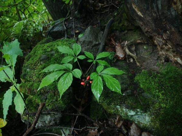 林下參雖好，但當下市場有幾個真貨？