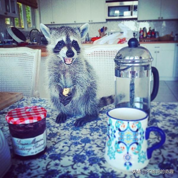 樹上掉下浣熊寶寶,她接納小生命成為家人,見證了一段奇妙的友誼 樹上掉下浣熊寶寶,她接納小生命成為家人,見證了一段奇妙的友誼