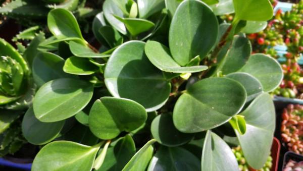 家居裝飾中具有較高價值的小型觀賞植物&mdash;&mdash;豆瓣綠