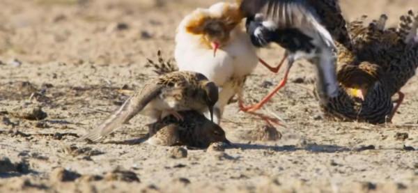 流蘇鷸：為什麼會被稱為鳥類中獨樹一幟的奇葩？竟是學廢了ps技術