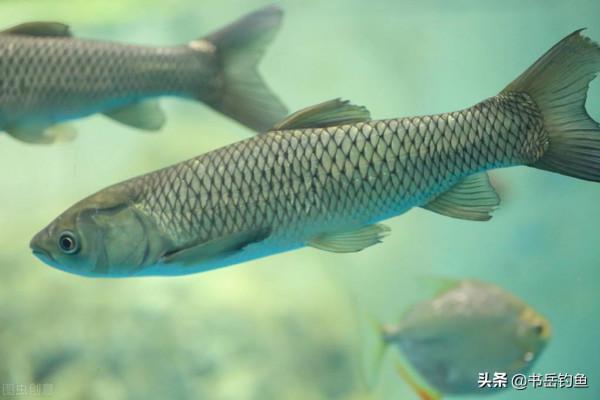 吃魚要挑刺將成為歷史！若是不懂“餵豬式釣法”恐怕很難釣到它