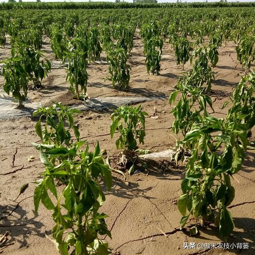 蔬菜和花卉出現萎焉現象時，為何有時越澆水萎焉越重、死苗越快？