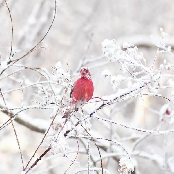 簡直太美了,雪中的鳥兒 簡直太美了,雪中的鳥兒