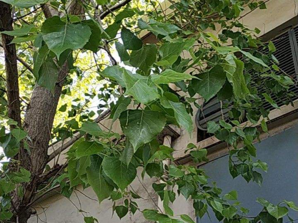 前不栽桑，後不栽柳，院中不種“鬼拍手”，是迷信還是智慧？