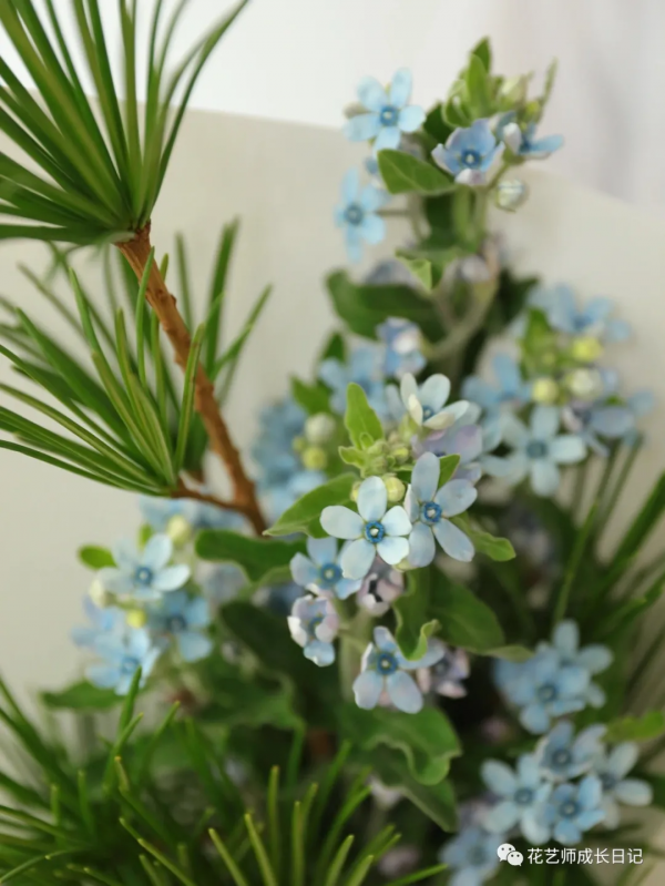 每日一花 | 日本金松,生活就要“放青松”~vol.14 每日一花 | 日本金松,生活就要“放青松”~vol.14