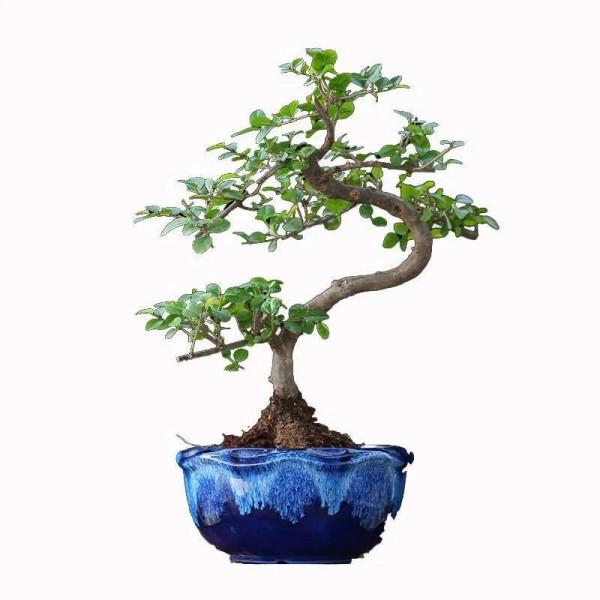 梅花盆栽的圖片