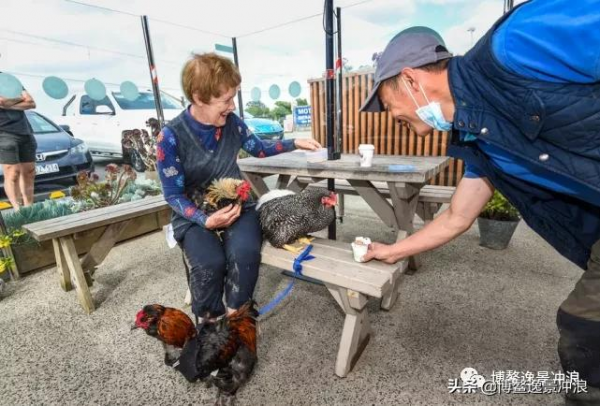 在澳洲，連雞都開始衝浪了