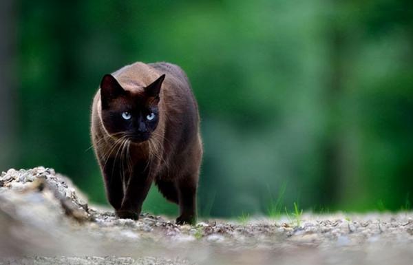 品種溯源識別系列之:東方短毛貓 品種溯源識別系列之:東方短毛貓