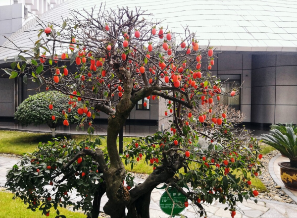 7種&OpenCurlyDoubleQuote;吉祥果&rdquo;家裡放一盆，鮮紅欲滴真可愛，喜氣洋洋顯&OpenCurlyDoubleQuote;富貴&rdquo;