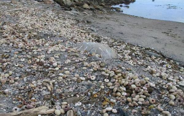 日本近海又出現大量死魚，密密麻麻浮在海面上，為什麼會這樣？