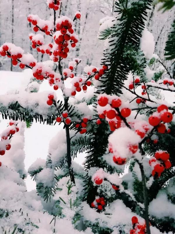 雪中花第二篇來啦，嬌嫩的外表，堅韌的內心，生命過分美麗