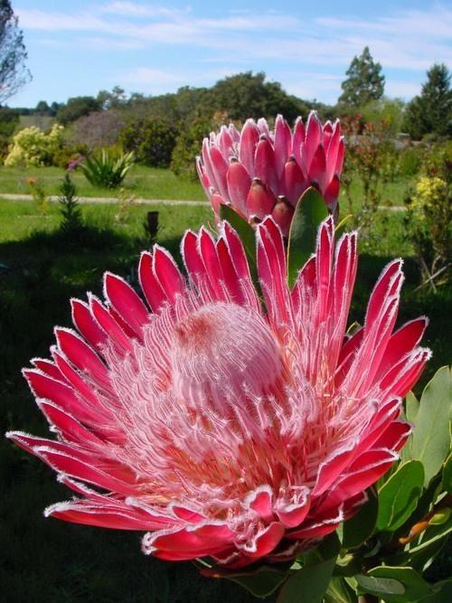 她在家養了3種&OpenCurlyDoubleQuote;超大超美&rdquo;的奇花，1朵花能開100天，鄰居好羨慕