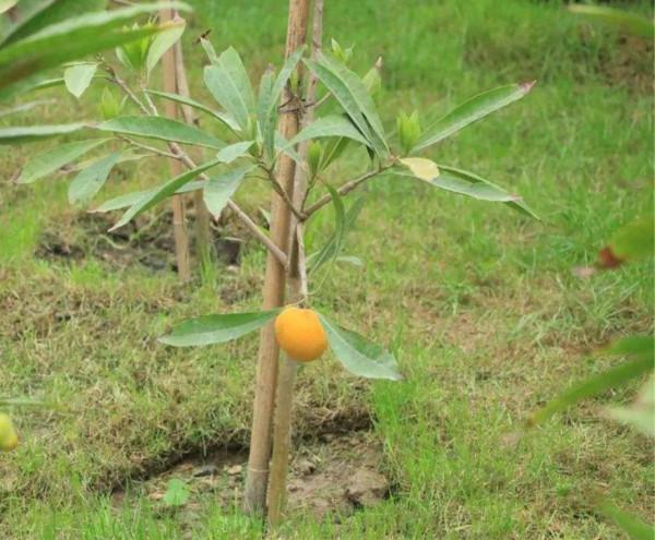 一顆煮熟的蛋黃——蛋黃果