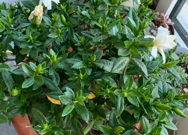 植物黃葉“病”難治，看看這5點，就能保證葉片油綠