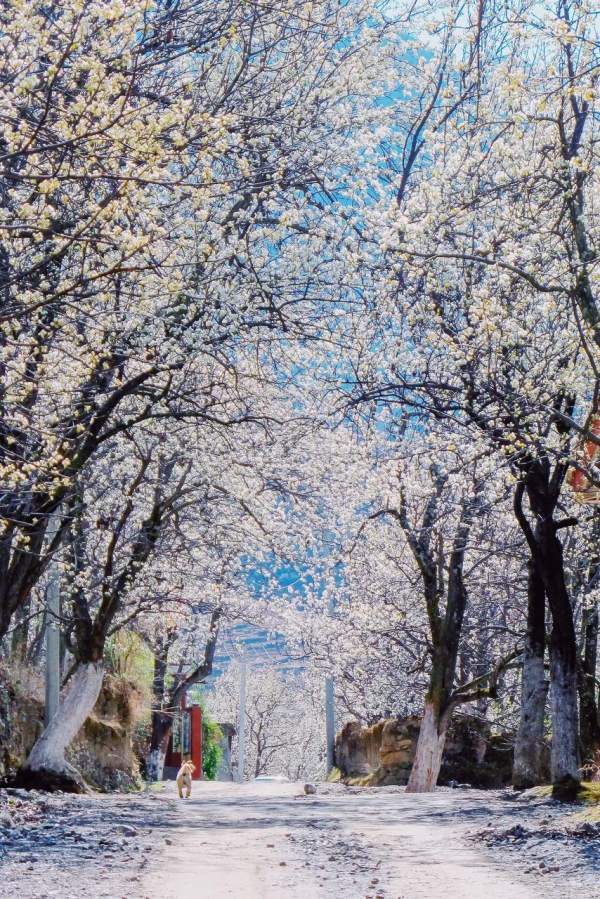 ​陽春3月，草長鶯飛！3月最值得去的12個旅行地，不需攻略，不費錢