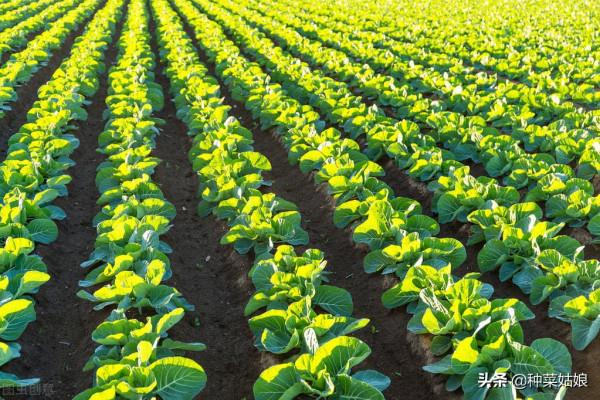 葉菜都是直接播種嗎？這5種育苗移栽長得更好，方法簡單不妨一試