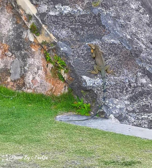 波多黎各之旅（二） 夕陽下的聖克里斯托巴城堡