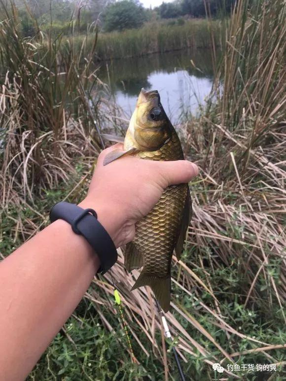 深秋只有這幾種天氣最適合釣魚，錯過了就可惜了