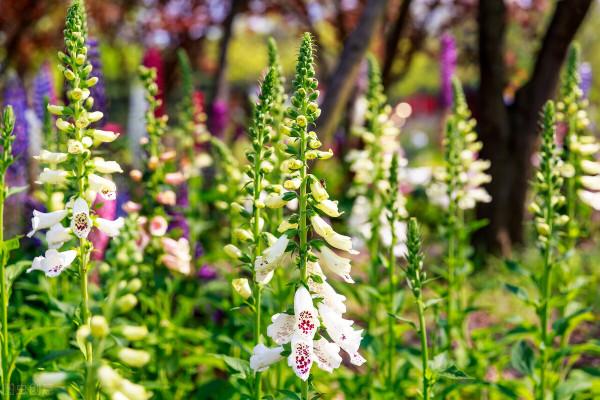 它是英國花園的常客，花型像喇叭，還能做藥材