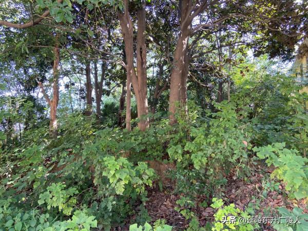 江蘇江陰市蒼山古寺 一代帝王埋身地 千年古寺伴皇陵 江南佛國 江蘇江陰市蒼山古寺 一代帝王埋身地 千年古寺伴皇陵 江南佛國