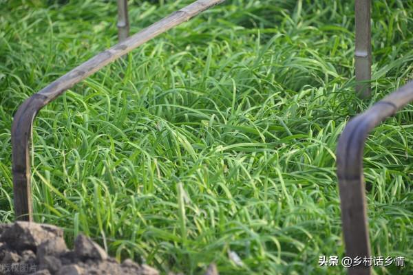 大蔥和韭菜乾尖黃葉產量低，試試這幾個方法，葉子嫩綠產量高