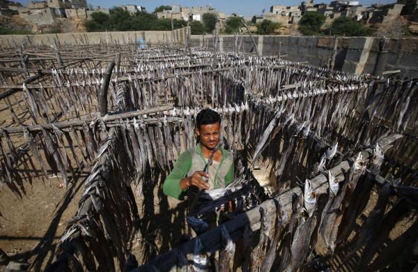 晾曬魚乾 晾曬魚乾