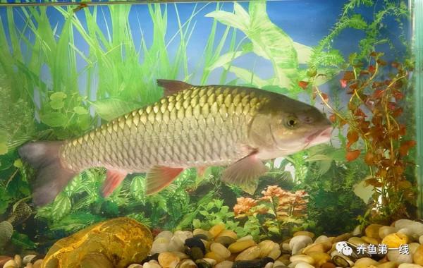 水生動物圖文欣賞(5)——四大主要食性魚類與五小類食性魚類 水生動物圖文欣賞(5)——四大主要食性魚類與五小類食性魚類