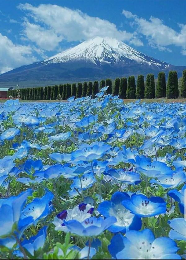 走進藍色海洋,你就是女王!嬰兒的蘭眼睛—喜林草。挺住,別迷路 走進藍色海洋,你就是女王!嬰兒的蘭眼睛—喜林草。挺住,別迷路