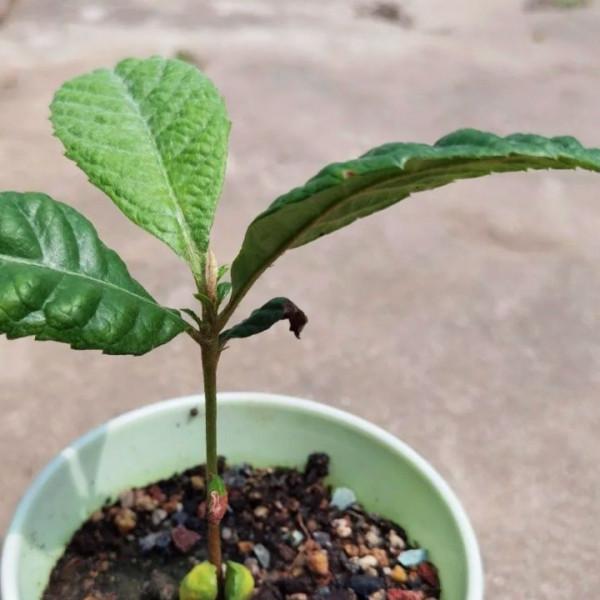 這5種水果核吃完別扔，挖個坑埋點土，1個月0成本變漂亮盆栽