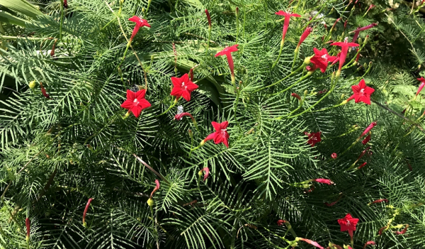 這種植物開花像“星星”，育苗養護多注意些，越長越旺盛
