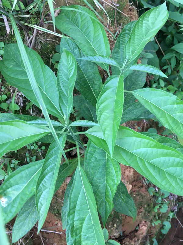 每日中藥——大青葉