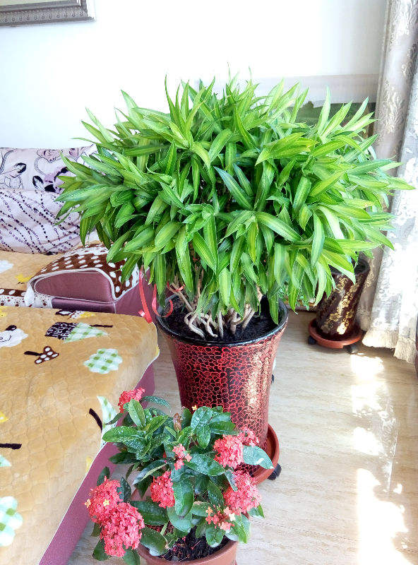 家裡養盆&quot;吉祥竹&quot;，耐陰長得旺，平安吉祥好運來
