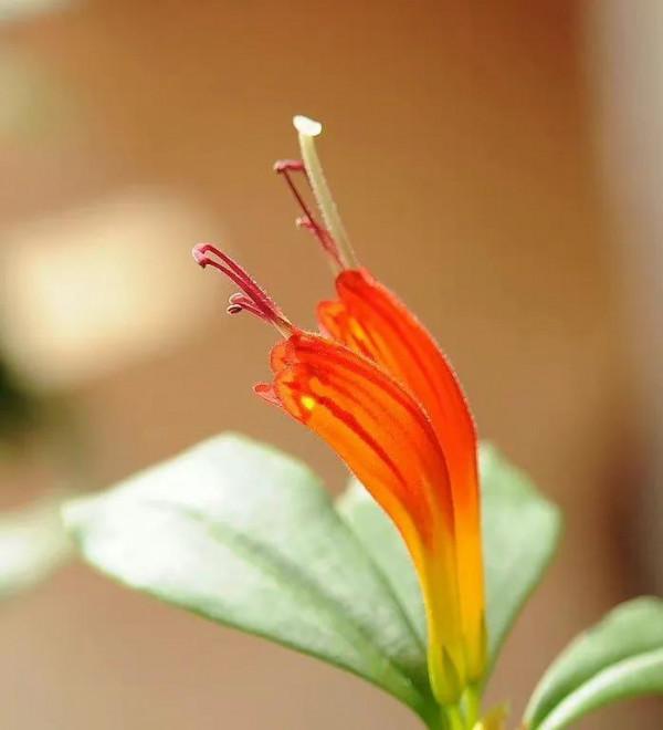 捧花的人 比花更生動,晚安 捧花的人 比花更生動,晚安