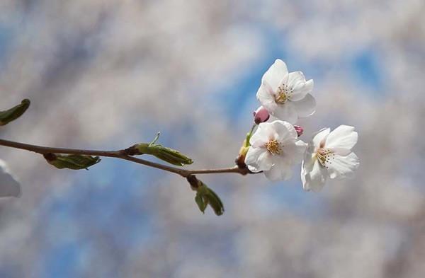 新聞8點見丨清明尋春正當時，京城最全賞花攻略來了