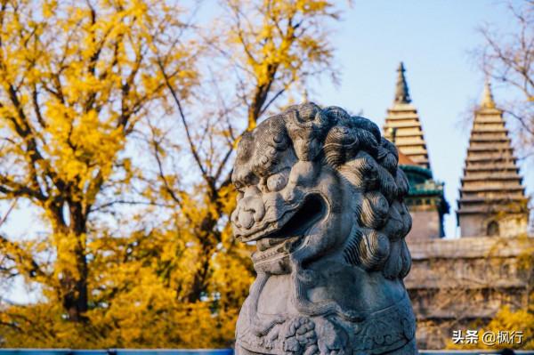 再有半個月，北京將迎來最美的季節，12個銀杏寶藏地，附機位攻略