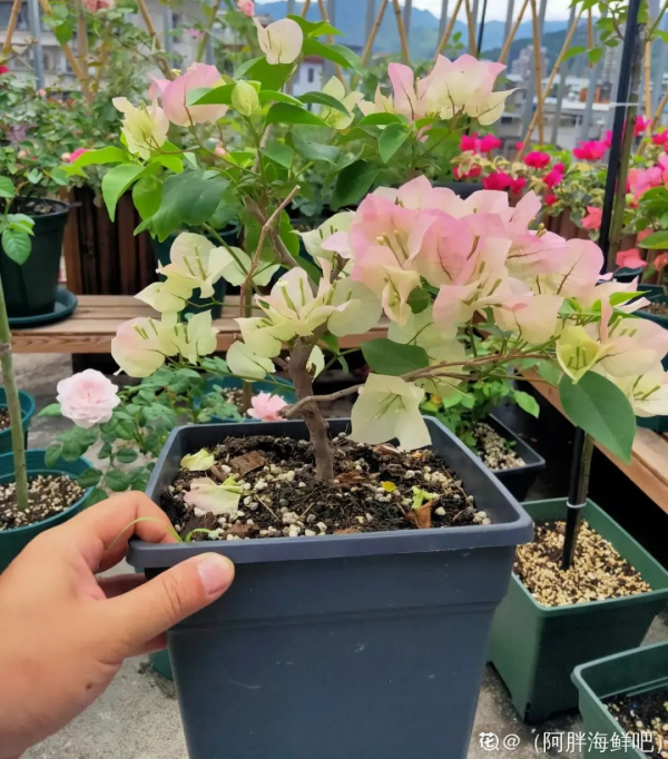 10種花,小盆“擠著養”,不爛根,植株旺,花苞突突冒 10種花,小盆“擠著養”,不爛根,植株旺,花苞突突冒