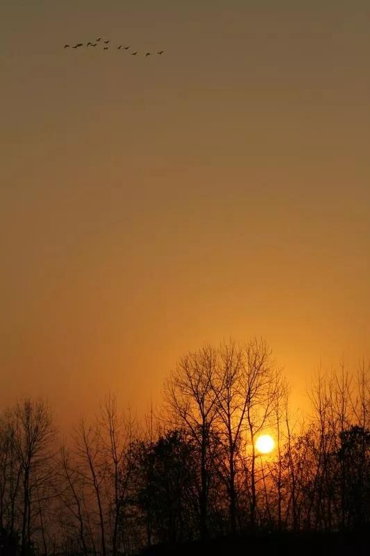 大雁南飛冬天來臨