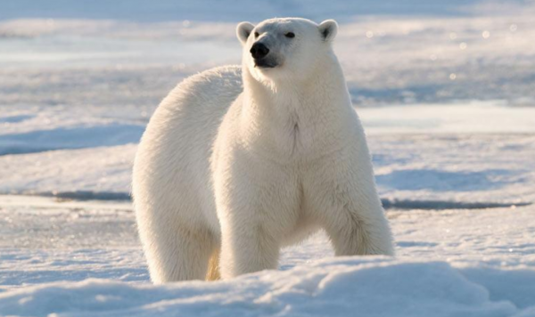 4900萬年前,紅萍曾“冰封地球”,如今能再次現身拯救人類嗎? 4900萬年前,紅萍曾“冰封地球”,如今能再次現身拯救人類嗎?