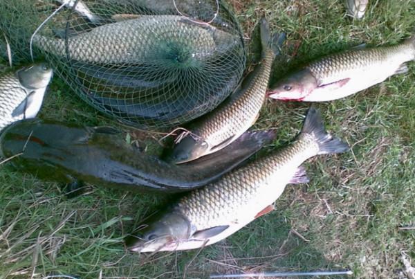 新人不能不知的淡水水域作釣攻略，連桿必備知識